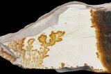 Dendrites On Limestone - Utah #169428-3